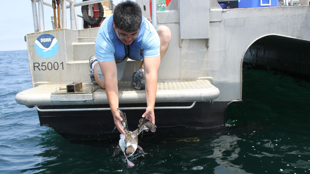shearwater tagged and being released off the back of a boat