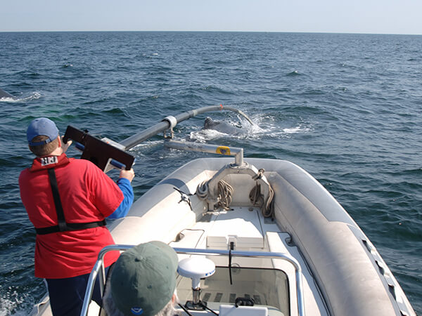 researchers tag a whale from a raft